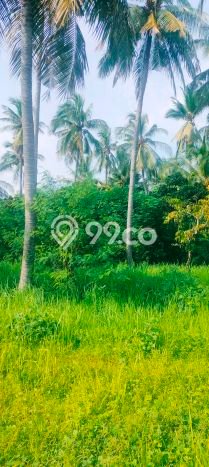 Jarang Ada! Tanah di Kubutambahan Punya Luas 2000m2 SHM Jarang Ada! Tanah di Kubutambahan Punya Luas 2000m2 SHM