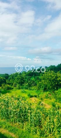 Tanah Kavling Dijual di Buleleng dengan Spesifikasi 8000m2 Tanah Kavling Dijual di Buleleng dengan Spesifikasi 8000m2