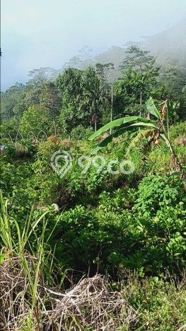 Dijual Tanah 10000m2 di Gitgit, Buleleng Dijual Tanah 10000m2 di Gitgit, Buleleng