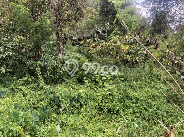 Dijual Tanah 35000m2 di Galungan, Buleleng Dijual Tanah 35000m2 di Galungan, Buleleng