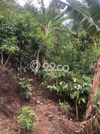 Dijual Tanah 35000m2 di Galungan, Buleleng Dijual Tanah 35000m2 di Galungan, Buleleng