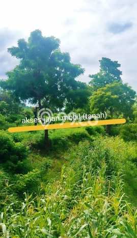 Tanah Kavling Dijual di Buleleng dengan Spesifikasi 8000m2 Tanah Kavling Dijual di Buleleng dengan Spesifikasi 8000m2