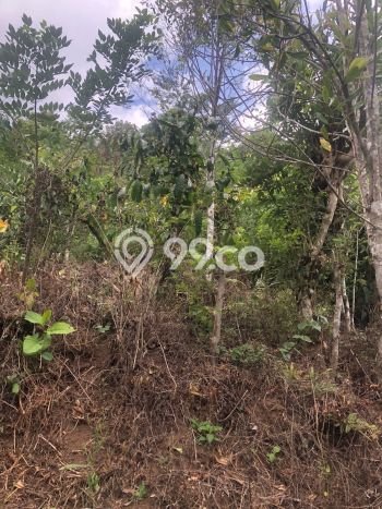 Dijual Tanah 35000m2 di Galungan, Buleleng Dijual Tanah 35000m2 di Galungan, Buleleng