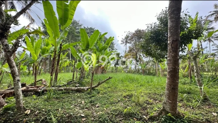 Kavling Tanah Dijual di Payangan Gianyar Spesifikasi 2200m2 Kavling Tanah Dijual di Payangan Gianyar Spesifikasi 2200m2