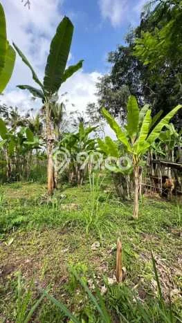 Kavling Tanah Dijual di Payangan Gianyar Spesifikasi 2200m2 Kavling Tanah Dijual di Payangan Gianyar Spesifikasi 2200m2