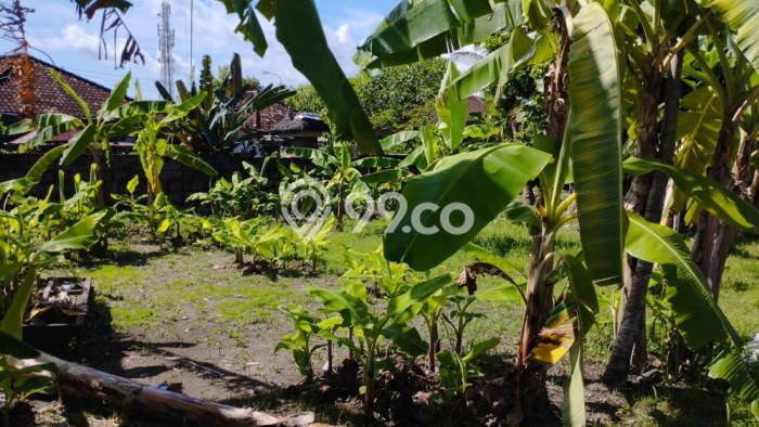 Lahan Disewakan Lokasi Benoa Badung Luas 750m2 Lahan Disewakan Lokasi Benoa Badung Luas 750m2