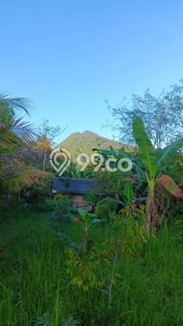 Untuk Dijual Tanah di Buleleng, Luas 6000m2 SHM Untuk Dijual Tanah di Buleleng, Luas 6000m2 SHM