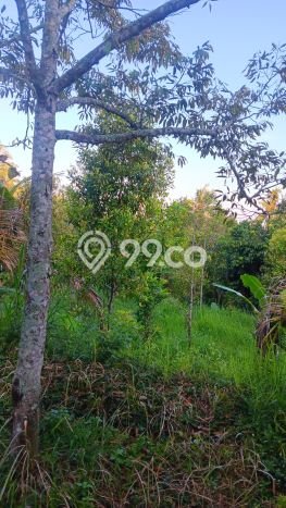 Untuk Dijual Tanah di Buleleng, Luas 6000m2 SHM Untuk Dijual Tanah di Buleleng, Luas 6000m2 SHM