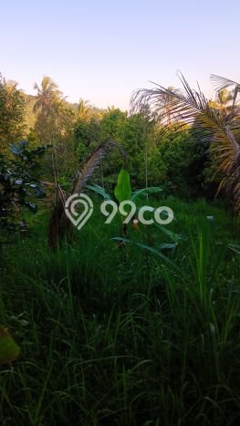 Untuk Dijual Tanah di Buleleng, Luas 6000m2 SHM Untuk Dijual Tanah di Buleleng, Luas 6000m2 SHM