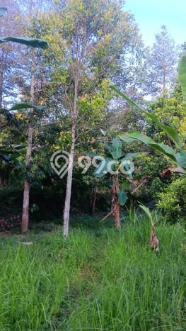 Untuk Dijual Tanah di Buleleng, Luas 6000m2 SHM Untuk Dijual Tanah di Buleleng, Luas 6000m2 SHM