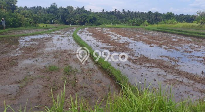 Tanah Dijual Lokasi Selemadeg, Tabanan dengan Luas Tanah 10600m2 dan Status SHM Tanah Dijual Lokasi Selemadeg, Tabanan dengan Luas Tanah 10600m2 dan Status SHM