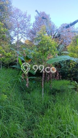 Jarang Ada! Tanah di Sawan Punya Luas 6000m2 SHM Jarang Ada! Tanah di Sawan Punya Luas 6000m2 SHM