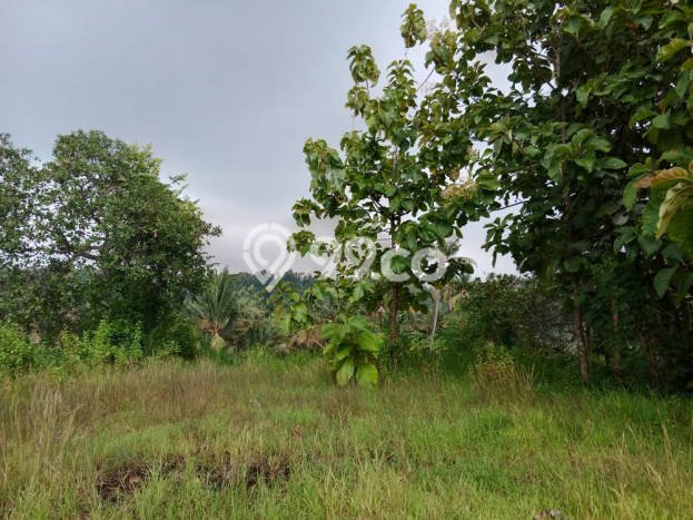 Tanah Dijual Lokasi Seririt, Buleleng Luas 550m2 Legalitas Aman Tanah Dijual Lokasi Seririt, Buleleng Luas 550m2 Legalitas Aman