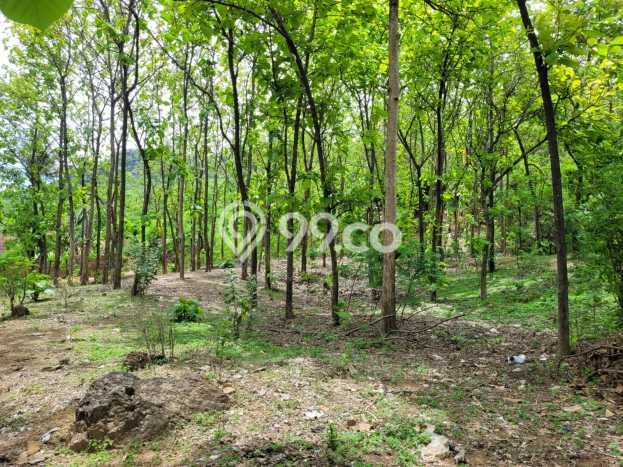 Tanah untuk Dijual Lokasi Kalipuro, Banyuwangi Luas 7138m2 SHM Tanah untuk Dijual Lokasi Kalipuro, Banyuwangi Luas 7138m2 SHM