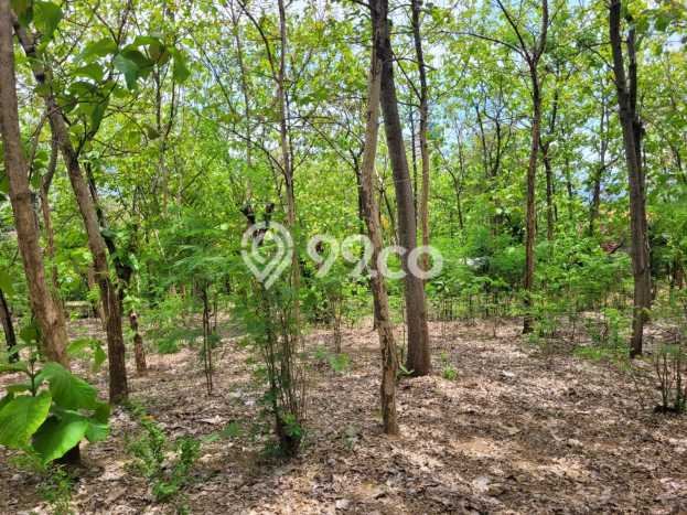 Tanah untuk Dijual Lokasi Kalipuro, Banyuwangi Luas 7138m2 SHM Tanah untuk Dijual Lokasi Kalipuro, Banyuwangi Luas 7138m2 SHM