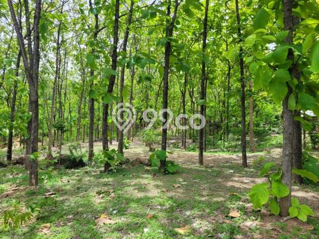 Tanah untuk Dijual Lokasi Kalipuro, Banyuwangi Luas 7138m2 SHM Tanah untuk Dijual Lokasi Kalipuro, Banyuwangi Luas 7138m2 SHM