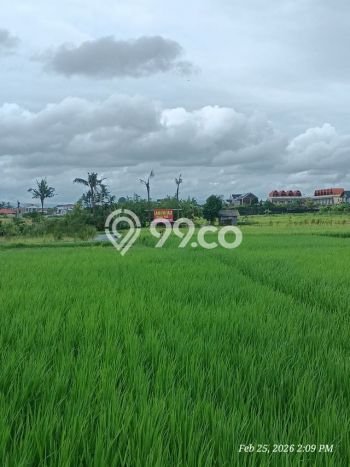 Kavling Tanah untuk Dijual di Nyanyi, Badung, Luas 3590m2 Kavling Tanah untuk Dijual di Nyanyi, Badung, Luas 3590m2