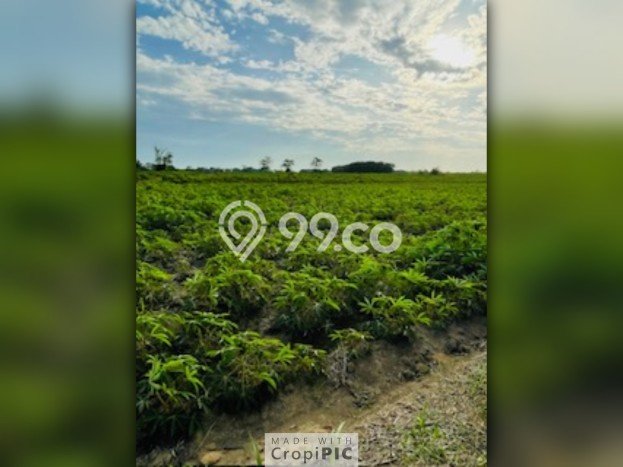 Dijual Tanah Lokasi Prima Kawasan Way Pengubuan, Luas 42680m², Dekat Way Pengubuan, Lampung Tengah, Lampung Tengah Dijual Tanah Lokasi Prima Kawasan Way Pengubuan, Luas 42680m², Dekat Way Pengubuan, Lampung Tengah, Lampung Tengah