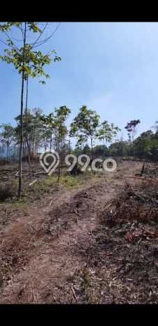 Kavling Tanah Dijual di Cipanas Lebak Spesifikasi 26000m2 Kavling Tanah Dijual di Cipanas Lebak Spesifikasi 26000m2