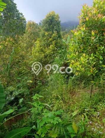 Tanah untuk Dijual Lokasi Sukasada, Buleleng Luas 65000m2 SHM Tanah untuk Dijual Lokasi Sukasada, Buleleng Luas 65000m2 SHM