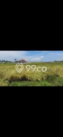 Tanah Dijual Area Strategis di Beraban Tabanan 4000m2 Tanah Dijual Area Strategis di Beraban Tabanan 4000m2
