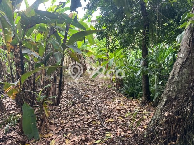 Tanah Kavling Disewakan di Seseh dengan Luas 2000m2 Tanah Kavling Disewakan di Seseh dengan Luas 2000m2