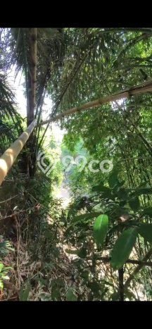 Tanah Disewakan Lokasi Tabanan Seluas 1000m2 Strategis dan Aman Tanah Disewakan Lokasi Tabanan Seluas 1000m2 Strategis dan Aman