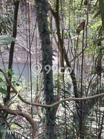 Tanah Kavling Disewakan di Kaba kaba dengan Luas 1100m2 Tanah Kavling Disewakan di Kaba kaba dengan Luas 1100m2