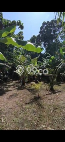 Tanah Disewakan Lokasi Tabanan Seluas 1000m2 Strategis dan Aman Tanah Disewakan Lokasi Tabanan Seluas 1000m2 Strategis dan Aman