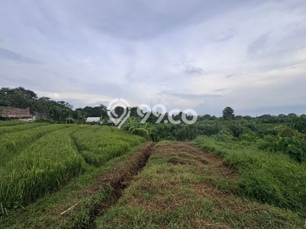 Tanah Disewakan Lokasi Tumbak Bayuh Badung Luas 1000m2 Tanah Disewakan Lokasi Tumbak Bayuh Badung Luas 1000m2