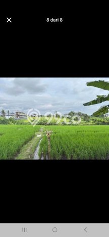 Kavling Tanah untuk Disewa di Seseh Lahan Luas 2000m2 Kavling Tanah untuk Disewa di Seseh Lahan Luas 2000m2