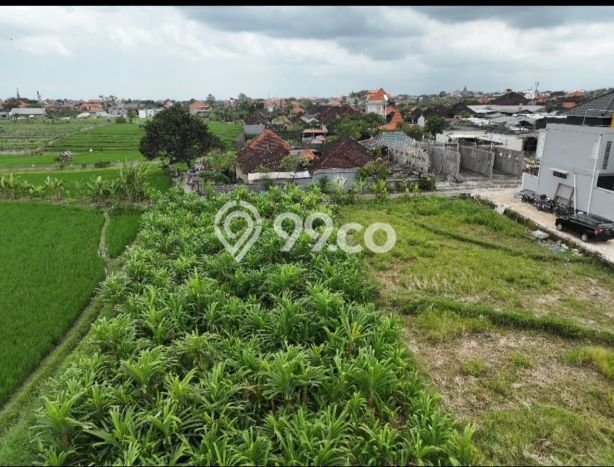 Jarang Ada! Tanah Kavling Disewakan di Badung 1500m2 Jarang Ada! Tanah Kavling Disewakan di Badung 1500m2