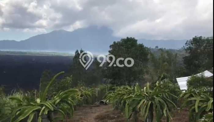 Jarang Ada! Tanah di Kintamani Punya Luas 5500m2 SHM Jarang Ada! Tanah di Kintamani Punya Luas 5500m2 SHM
