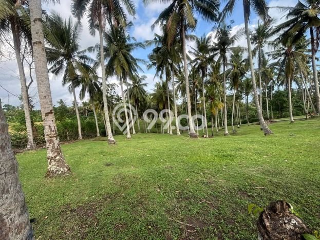 Tanah Kavling untuk Dijual di Selemadeg Tabanan 11220m2 Tanah Kavling untuk Dijual di Selemadeg Tabanan 11220m2
