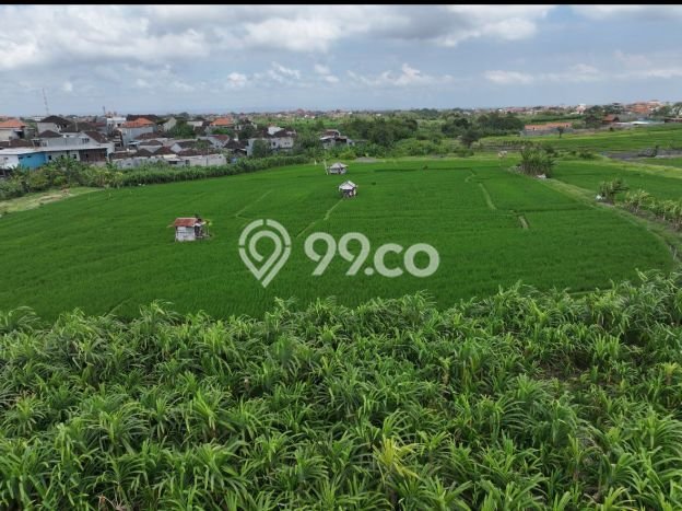 Jarang Ada! Tanah Kavling Disewakan di Badung 1500m2 Jarang Ada! Tanah Kavling Disewakan di Badung 1500m2