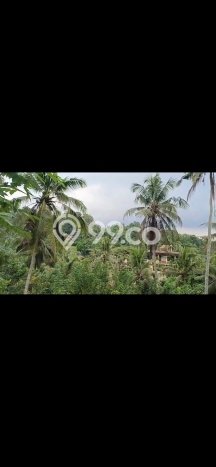 Untuk Disewa Tanah di Abiansemal Luas 80000m2 SHM Untuk Disewa Tanah di Abiansemal Luas 80000m2 SHM