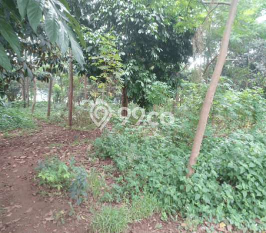 Untuk Dijual Tanah di Citeureup Bogor Luas 10000m2 SHM Untuk Dijual Tanah di Citeureup Bogor Luas 10000m2 SHM