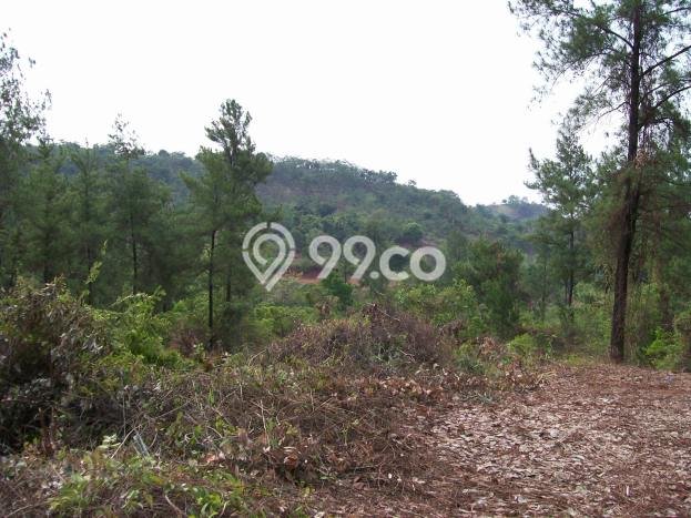Tanah Siap Bangun Dijual di Subang Punya Luas 24337m2 Tanah Siap Bangun Dijual di Subang Punya Luas 24337m2