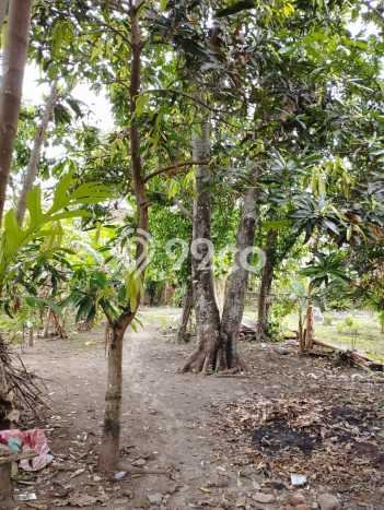 Tanah Kavling Dijual di Plered, Bantul dengan Luas Tanah 533m2 Tanah Kavling Dijual di Plered, Bantul dengan Luas Tanah 533m2