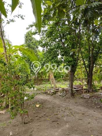 Tanah Kavling Dijual di Plered, Bantul dengan Luas Tanah 533m2 Tanah Kavling Dijual di Plered, Bantul dengan Luas Tanah 533m2