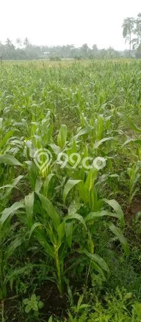 Tanah Strategis Dijual di Tumpang Malang 5768m2 Tanah Strategis Dijual di Tumpang Malang 5768m2