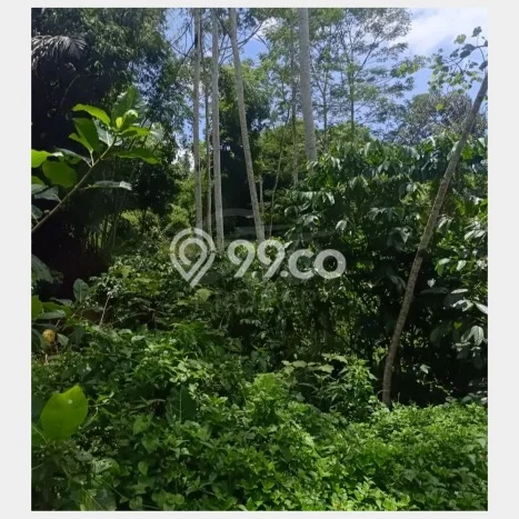 Tanah Kavling untuk Dijual di Ngantang Malang 1900m2 Tanah Kavling untuk Dijual di Ngantang Malang 1900m2