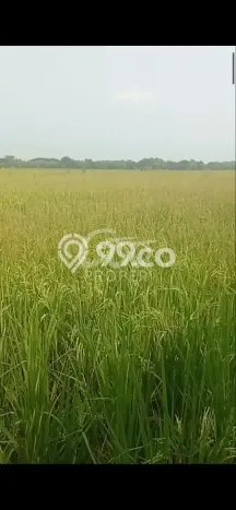 Tanah Dijual Lokasi Padangan Bojonegoro SHM Tanah Dijual Lokasi Padangan Bojonegoro SHM