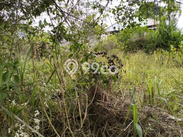 Siap Disewakan Tanah di Kintamani Luas 500m2 Area Potensial Siap Disewakan Tanah di Kintamani Luas 500m2 Area Potensial