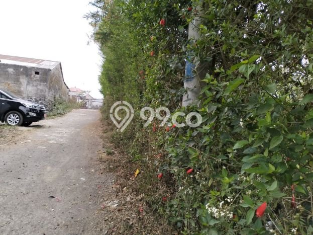 Siap Disewakan Tanah di Kintamani Luas 500m2 Area Potensial Siap Disewakan Tanah di Kintamani Luas 500m2 Area Potensial