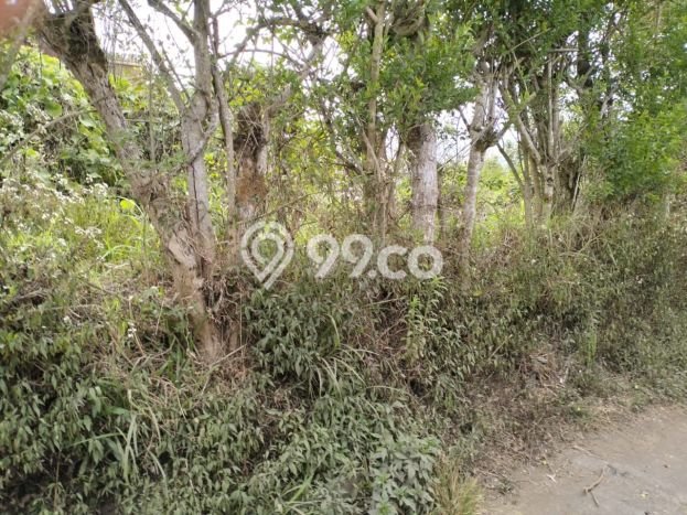 Siap Disewakan Tanah di Kintamani Luas 500m2 Area Potensial Siap Disewakan Tanah di Kintamani Luas 500m2 Area Potensial