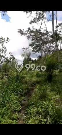 Tanah Kavling di Kintamani Bangli Disewakan dengan Luas 1989m2 Tanah Kavling di Kintamani Bangli Disewakan dengan Luas 1989m2