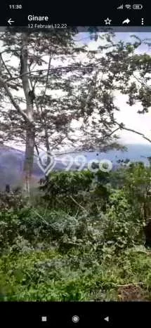 Tanah Kavling di Kintamani Bangli Disewakan dengan Luas 1989m2 Tanah Kavling di Kintamani Bangli Disewakan dengan Luas 1989m2