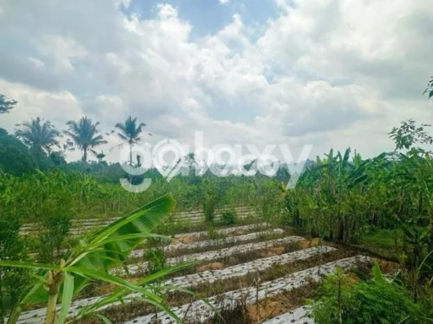 Tanah Dijual Lokasi Payangan, Gianyar Luas 3420m2 Legalitas Aman Tanah Dijual Lokasi Payangan, Gianyar Luas 3420m2 Legalitas Aman