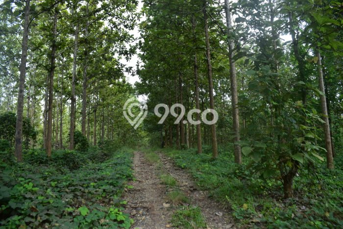 Tanah Dijual Lokasi Natar, Lampung Selatan Luas 769150m2 Legalitas Aman Tanah Dijual Lokasi Natar, Lampung Selatan Luas 769150m2 Legalitas Aman